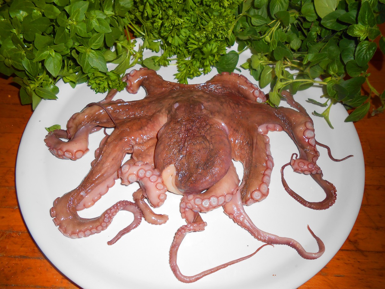 The Legend of the Kraken - Ancient Sea Monsters